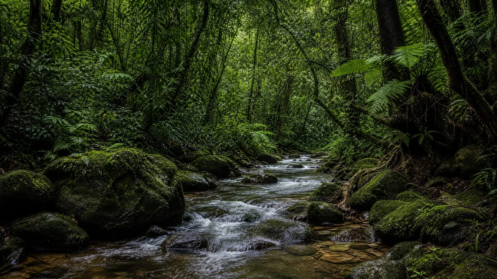 Mata Atlântica — 2