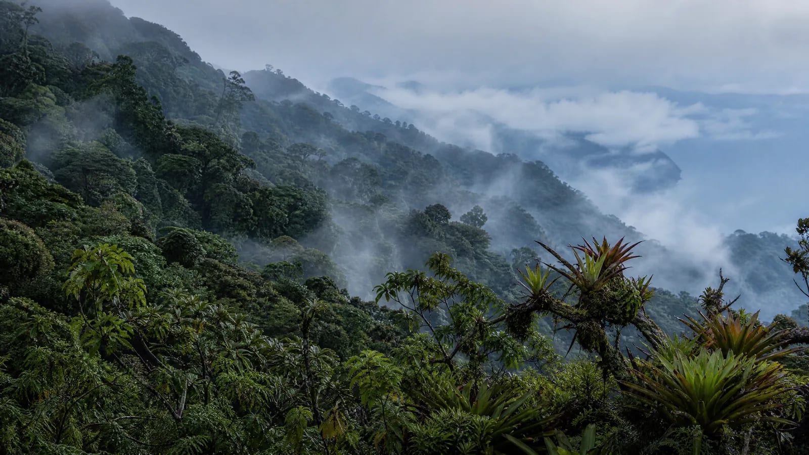 Mata Atlântica — 6