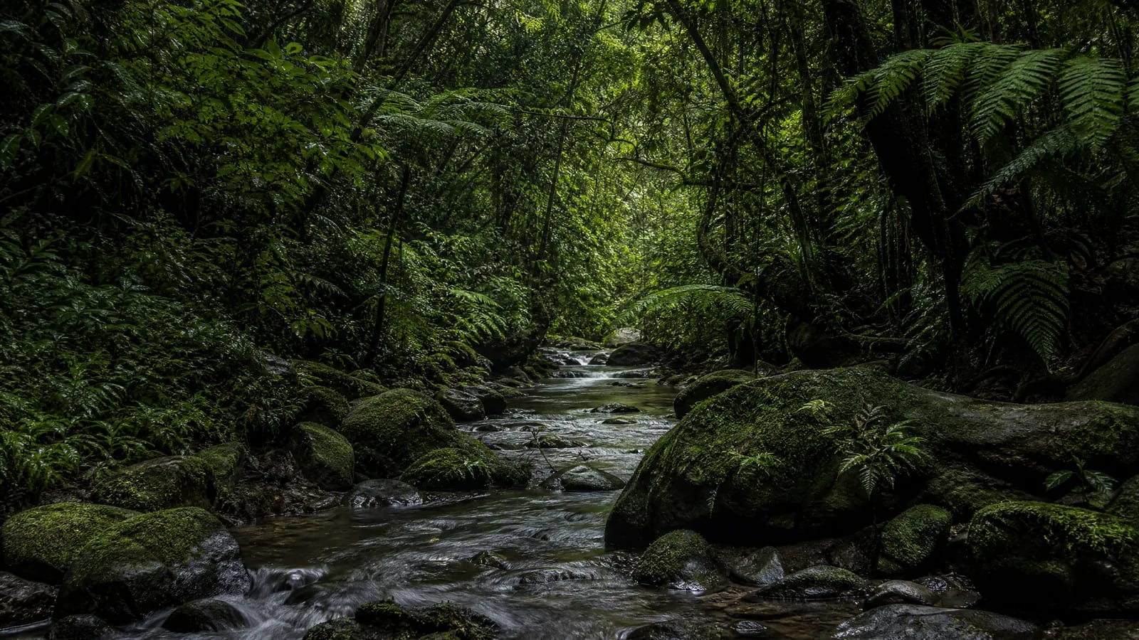 Mata Atlântica — 7