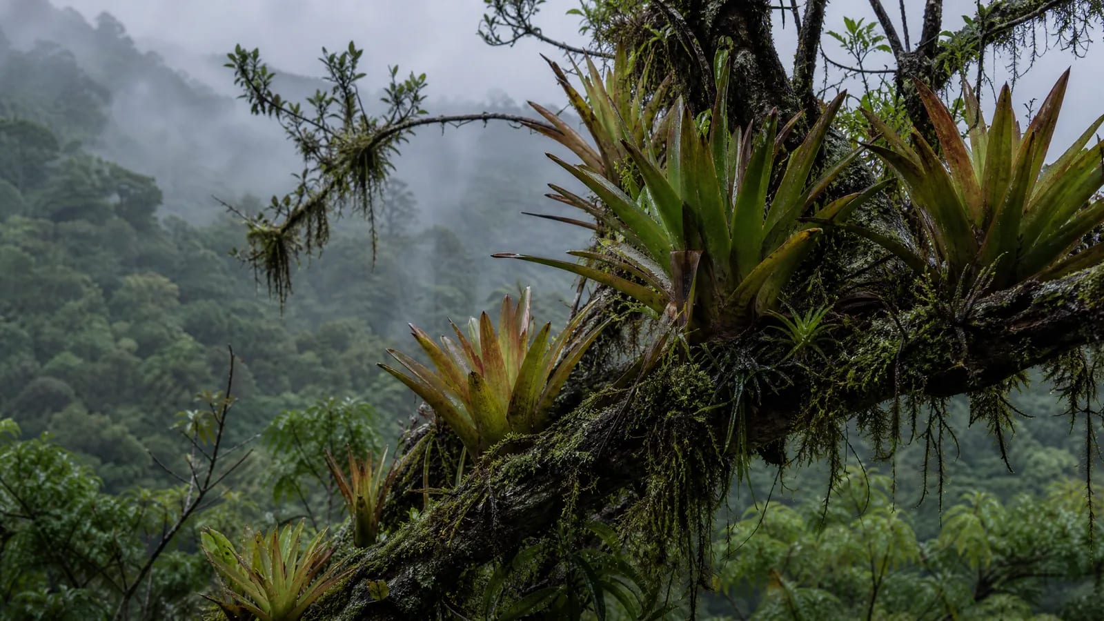 Mata Atlântica — 8