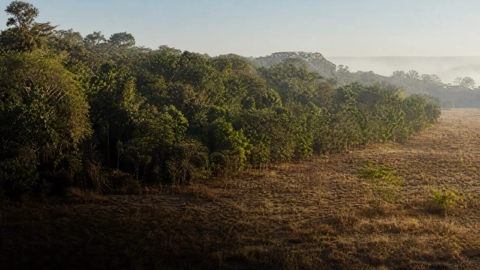 Floresta Estacional Sempre-Verde