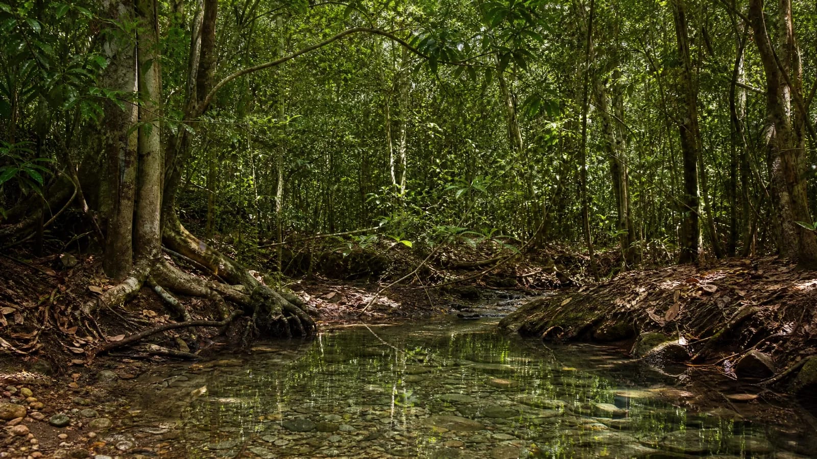 Floresta Estacional Sempre-Verde
