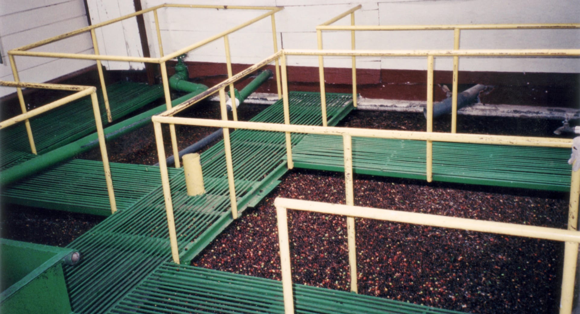 Grãos de café sendo separados em tanques de água com estrutura metálica verde e amarela em instalação industrial.